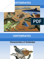 Characteristics of Vertebrates