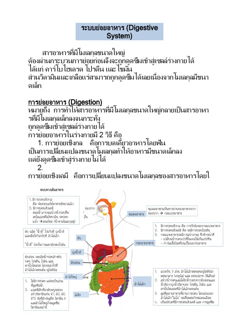 Digestion | Pdf