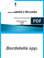 Bordetella bronchiseptica: características e importância veterinária