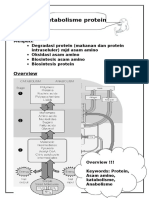 Metabolisme Protein