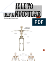 Esqueleto Apendicular