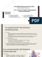 Sistema cardiovascular: estructura, función y fisiología