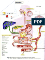 Digestión, Absorción y Transporte