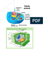 CELULA ANIMAL Y VEGETAL.docx