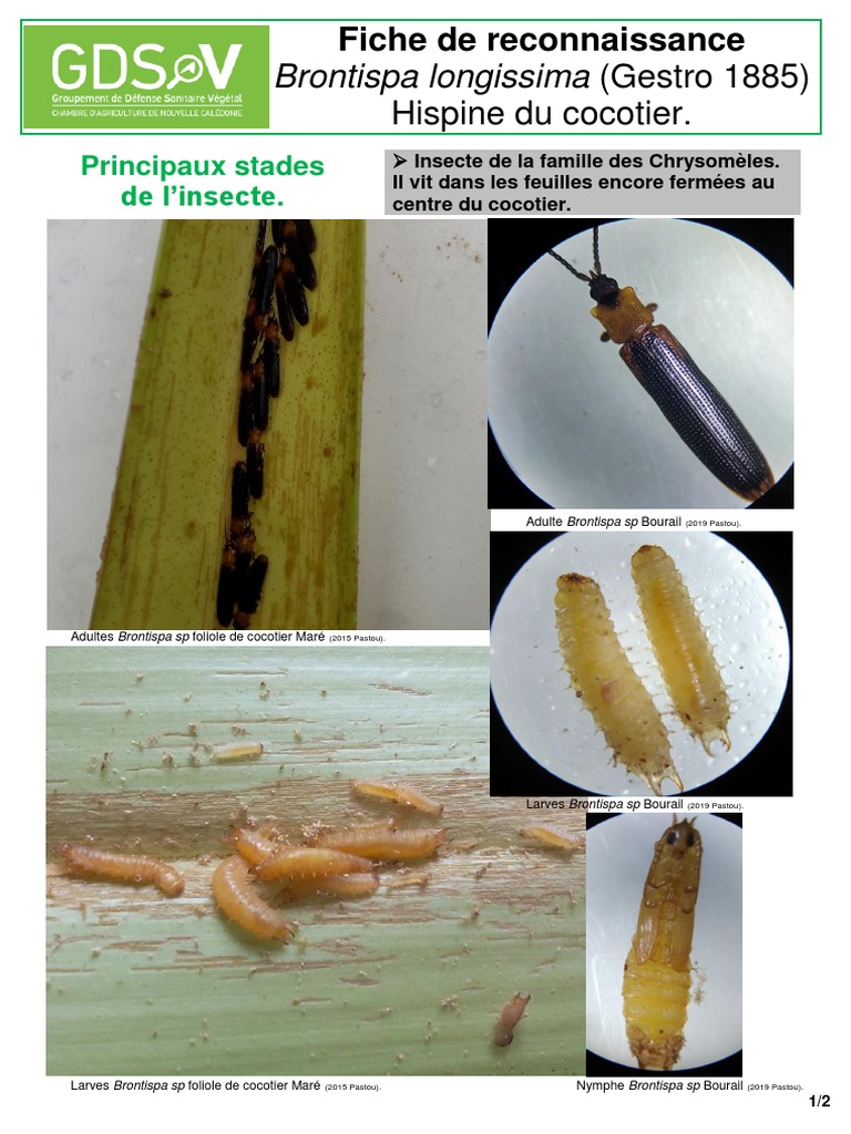Fiche de Reconnaissance Brontispa | PDF | Hexapodes | Zoologie