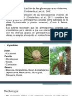 Las cuatro divisiones de gimnospermas vivientes según Christenhusz et al. 2011