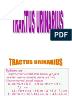 Tract Urinarius Presentation1