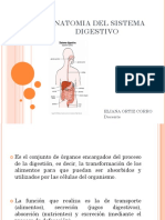 Anatomia Del Sistema Digestivo