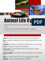 Animal Life Cycle