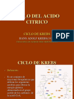 Ciclo Del Acido Citrico