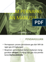 Sistem Pernapasan Manusia