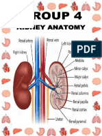 Kidney Anatomy: Group 4