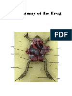 Anatomy of the FrogGROUP2.docx