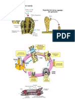 Reproducion en Gusanos
