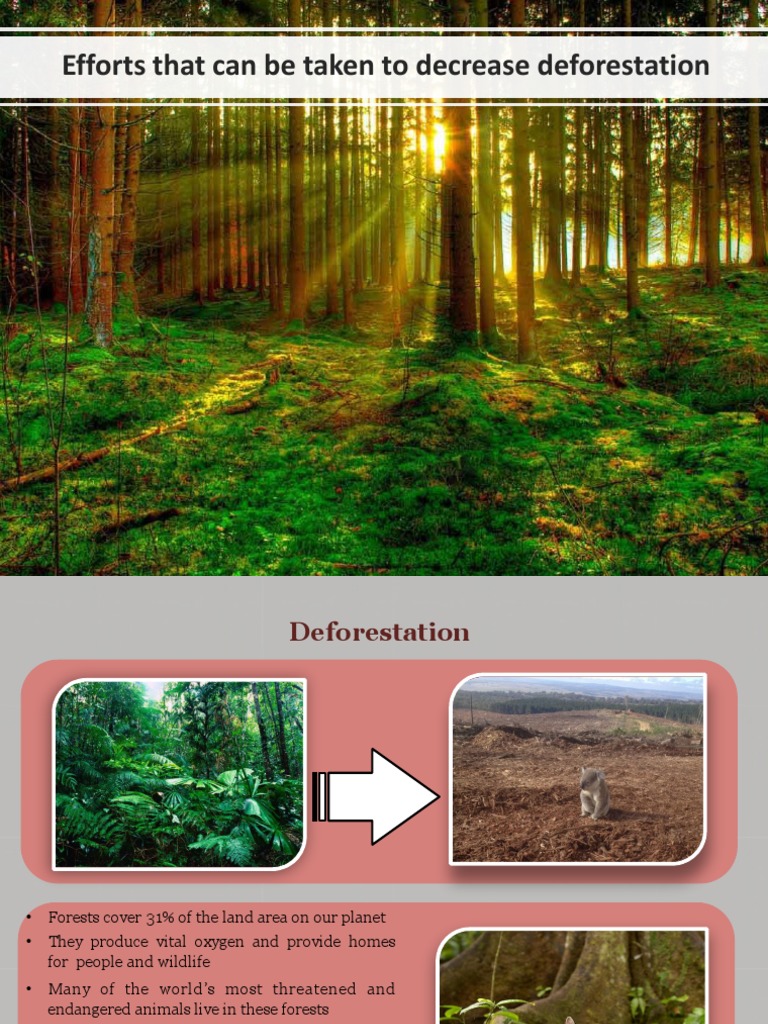 Efforts That Can Be Taken To Decrease Deforestation | PDF ...