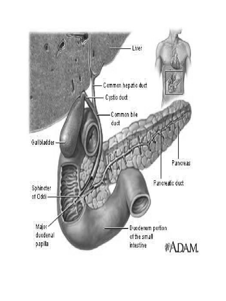 Gallbladder | PDF | Bile | Gallbladder
