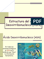 Estructura ADN Junio 07 - PDF