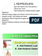 10.reproduksi Manusia 1