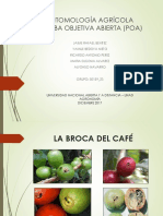 Broca Del Cafe