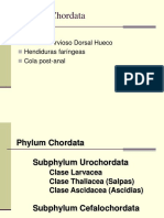 Familia Urocordados: Ascidias, Salpas y Larvaceas