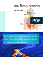 Sistema Respiratorio