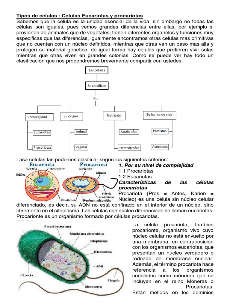 Comparativa de Células Eucariotas y Procariotas | PDF | Biología ...