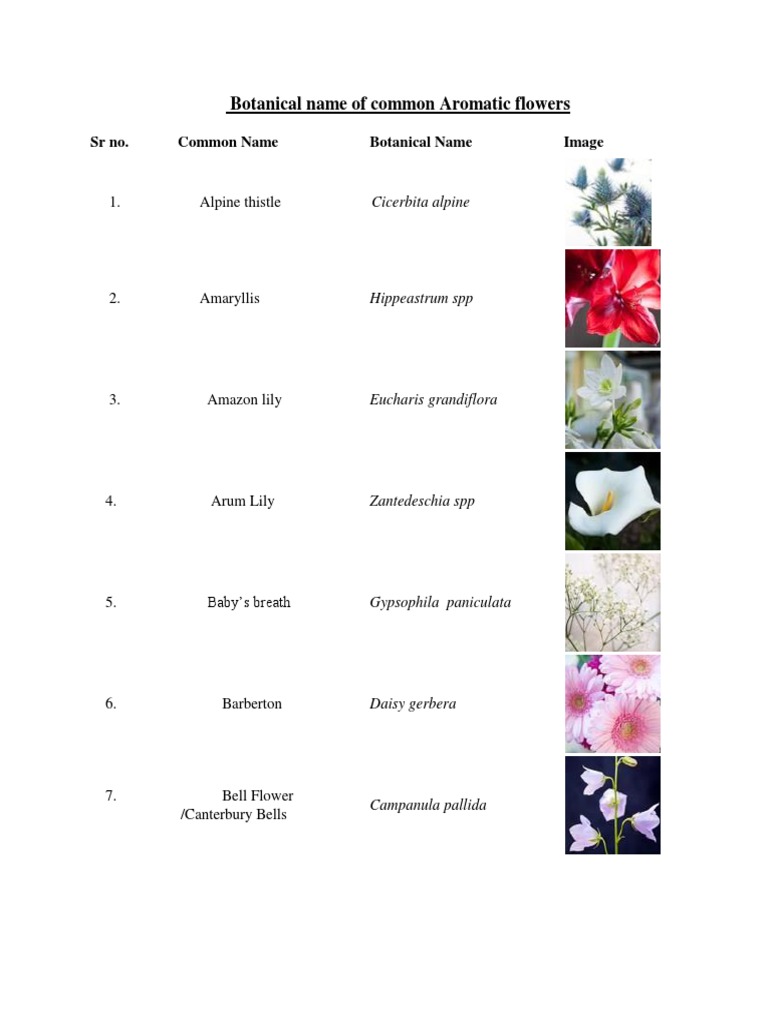Botanical Names of Common Flowers | PDF
