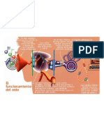 El Funcionamiento Del Oido