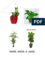 Name: Aikan A. Jaani: Small Plants