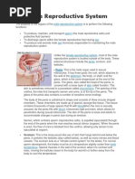 Reproductive System