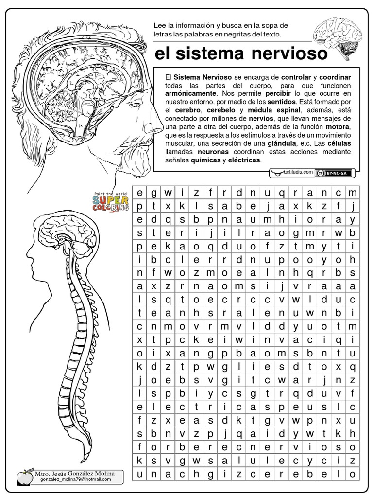 Sopa de Letras Sistema Nervioso Neuroanatomía Sistema nervioso