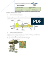 Circulación en Seres Vivos