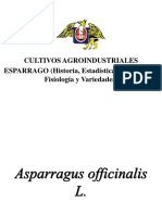 Esparrago (Historia, Estadisticas, Morfologia, Fisiologia y Variedades) 1110