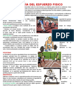 361952786-Fisiologia-Del-Esfuerzo-Fisico.docx