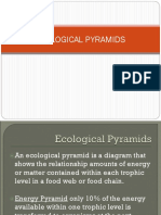 Ecological Pyramids Explained