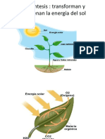 Power point Factores que afectan Fotosíntesis