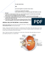 The Anatomy of The Human Eye and Its Parts and Functions
