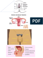 Funciones y Características Del Aparato Reproductor Femenino Externo