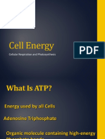 Cell Energy: Cellular Respiration and Photosynthesis