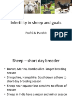 Lecture 15 Infertility in Sheep and Goats