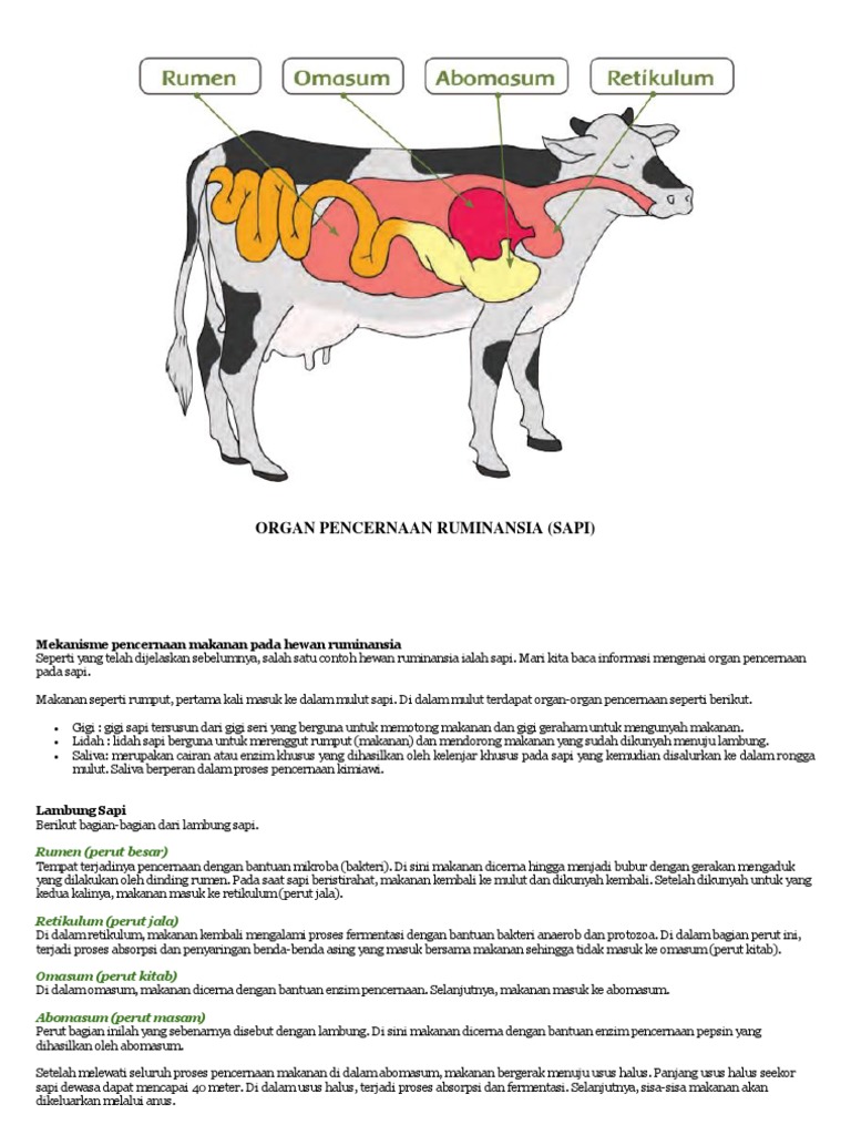 Organ Pencernaan Sapi Ruminansia | PDF | Kesehatan Holistik