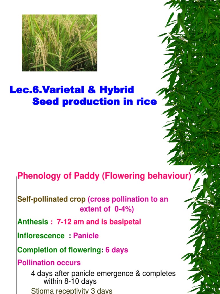Hybrid Seed Production Techniques in Rice | PDF | Pollination | Sowing