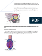 Organ Reproduksi Ruminansia Full