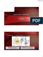 Neurona y Sinapsis PDF