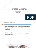 Embriologi Urinarius