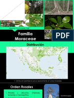 Familia Moraceae.pptx