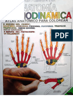 Anatomia Cromodinamica Atlas Anatomico para Colorear Kapit