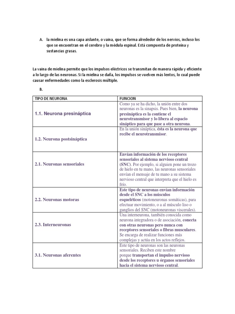 Tipos y funciones de las neuronas | PDF | Sinapsis | Neurona