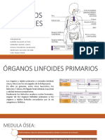 Organos Linfoides