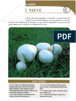 Agaricus arvensis